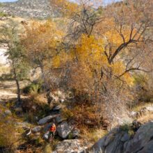 Day1: Huge ash tree in Cargodera Canyon