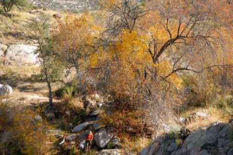 Day1: Huge ash tree in Cargodera Canyon