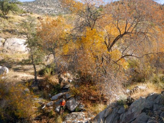 Day1: Huge ash tree in Cargodera Canyon