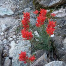Santa Catalina paintbrush