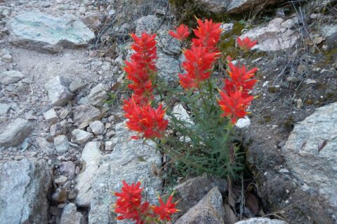 Santa Catalina paintbrush