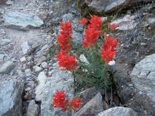 Santa Catalina paintbrush