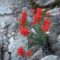 Santa Catalina paintbrush