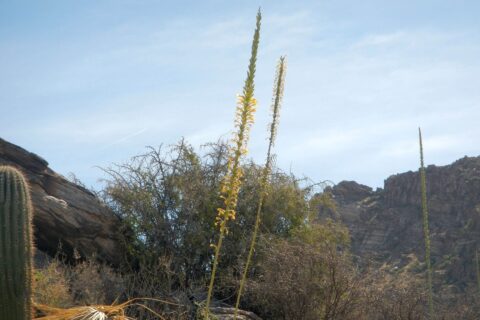 Shin dagger spike blooming