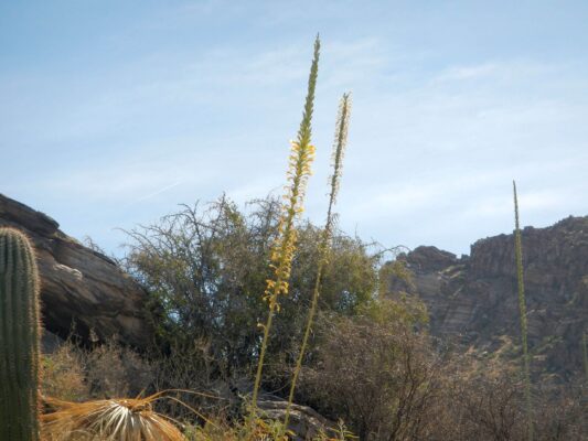 Shin dagger spike blooming