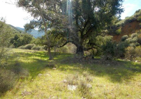 2026: Flores Camp 17 years after fire