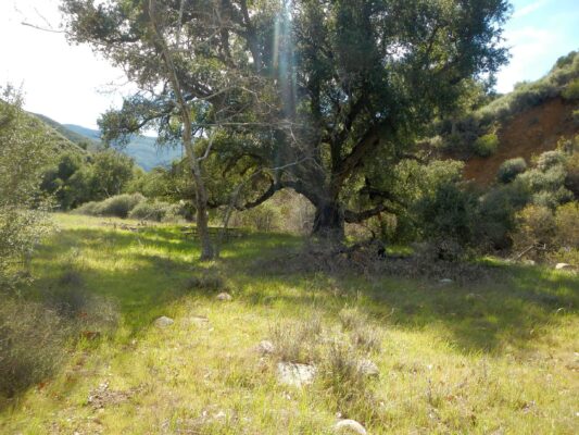 2026: Flores Camp 17 years after fire