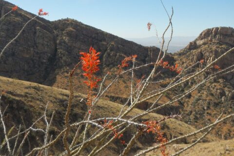 Ocotillo