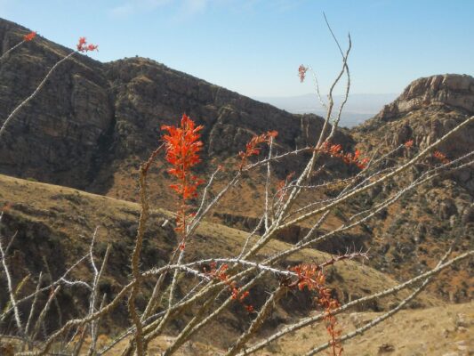 Ocotillo