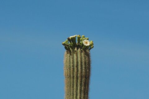 Saguaro
