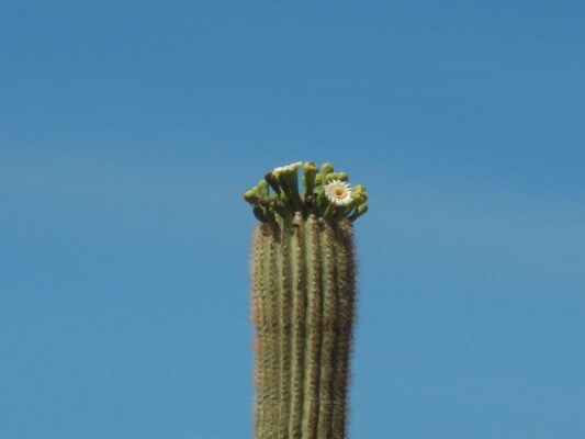 Saguaro