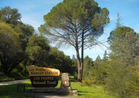 2026: Mediterranean stone planted pine around station