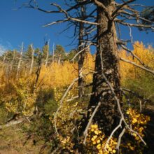 Day1: Aspen fall glory, Miller Peak