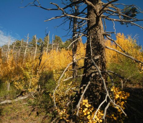 Day1: Aspen fall glory, Miller Peak