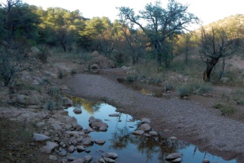 Day2: Intermittent stream pools below Parker Canyon Lake