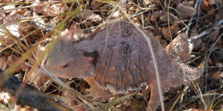 Day3: Short horned lizard (horned toad)