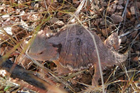 Day3: Short horned lizard (horned toad)