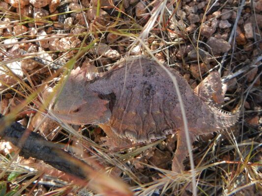 Day3: Short horned lizard (horned toad)