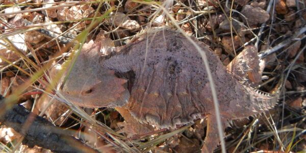 Day3: Short horned lizard (horned toad)
