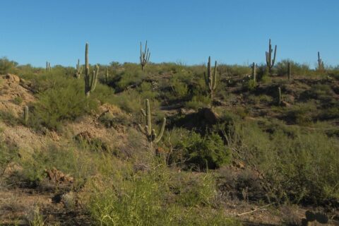 Day9: First Saguaro encountered