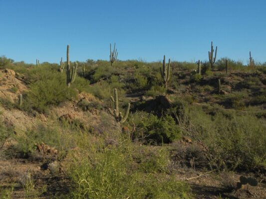 Day9: First Saguaro encountered