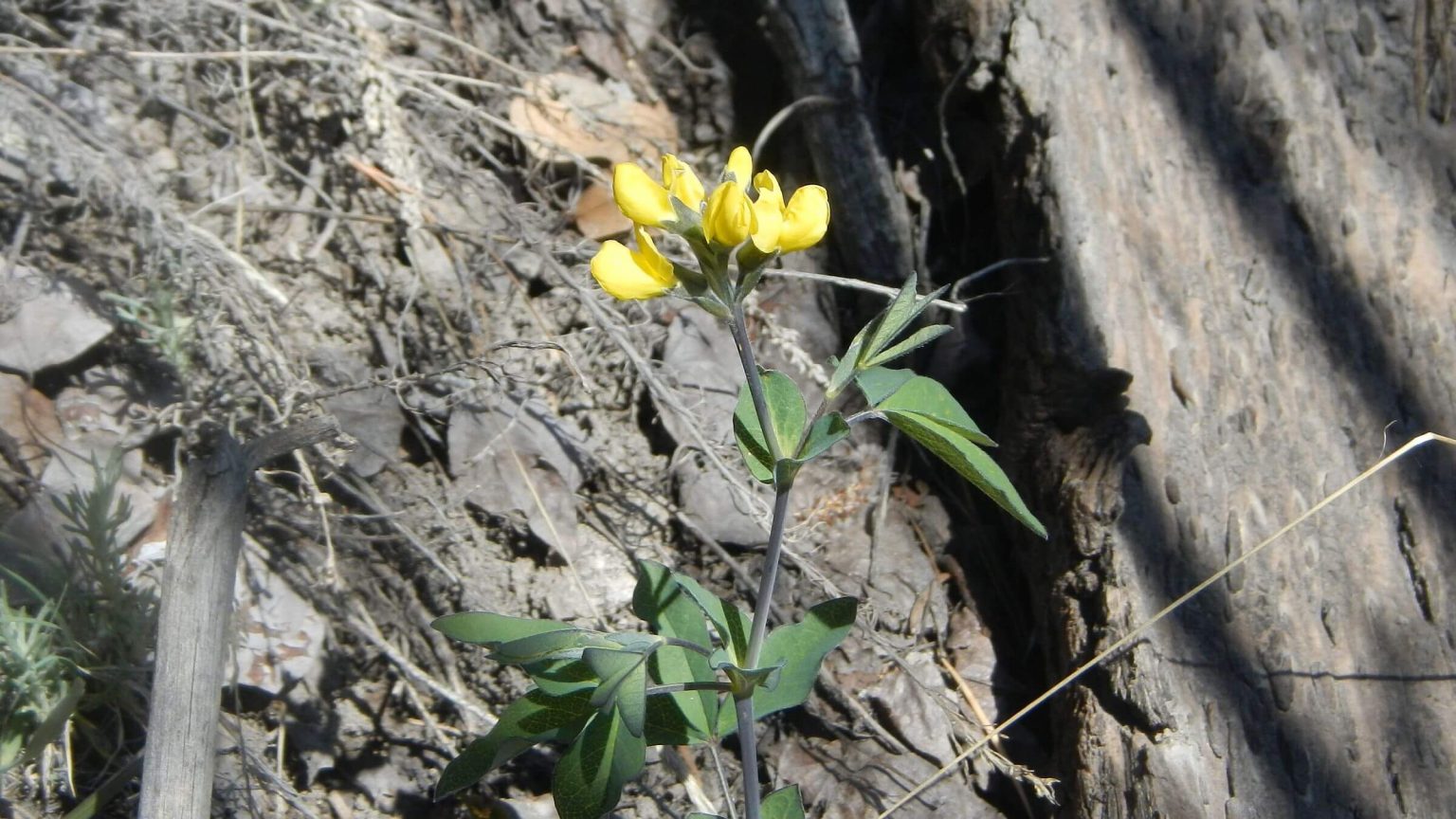 Aldo Leopold Wilderness, golden bean (Thermopsis rhombifolia), April