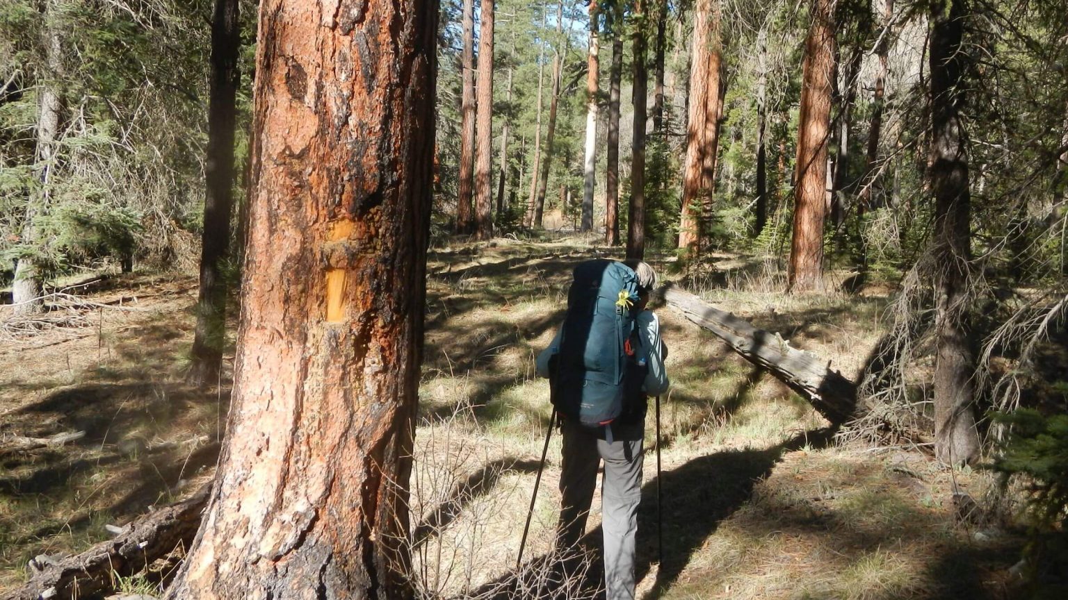 Aldo Leopold Wilderness, South Diamond Creek Trail, April