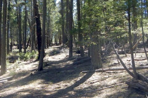 Aldo Leopold Wilderness,unburned old-growth forest, April