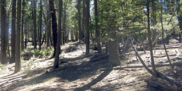 Aldo Leopold Wilderness,unburned old-growth forest, April