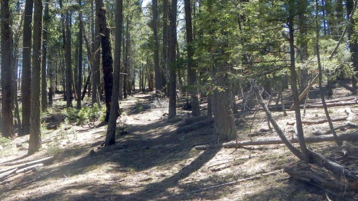 Aldo Leopold Wilderness,unburned old-growth forest, April