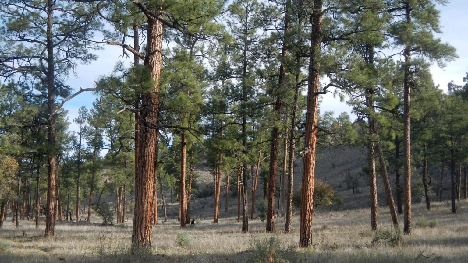 Gila Wilderness, Tom Moore Trail, April