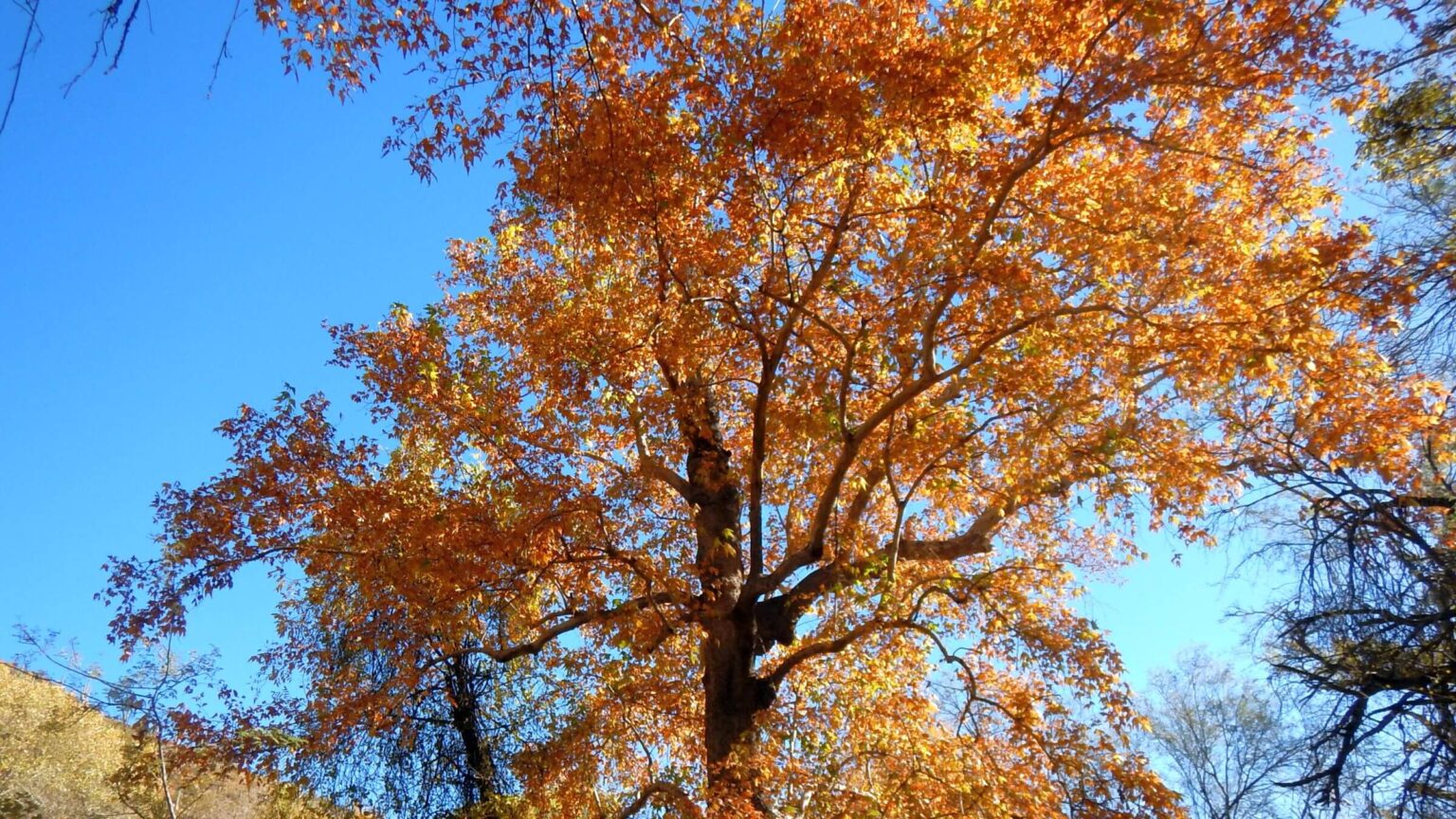 Aravaipa Canyon Wilderness, Arizona sycamore (Platanus wrightii), November