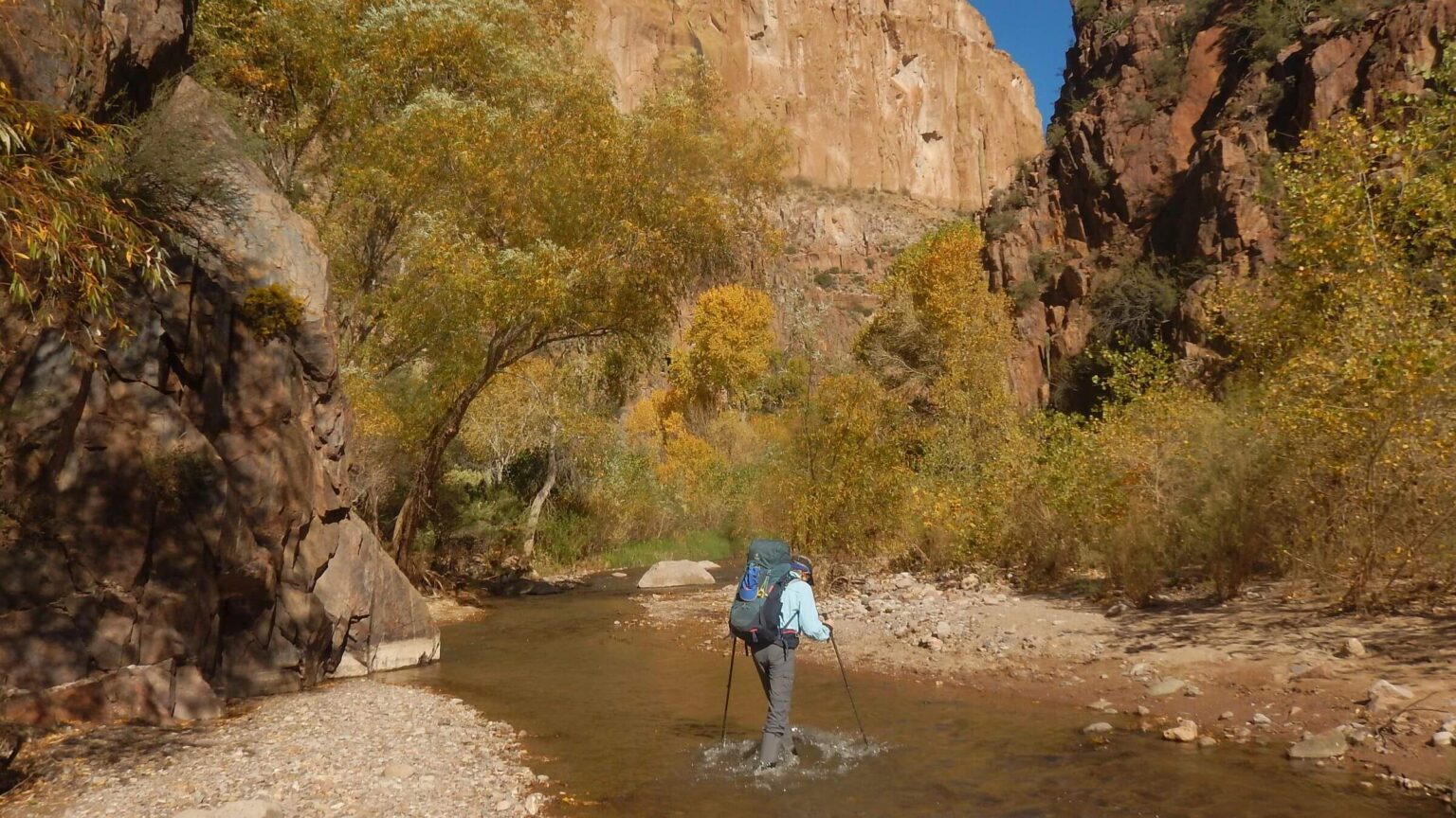 Aravaipa Canyon Wilderness, Arizona sycamore (Platanus wrightii), November