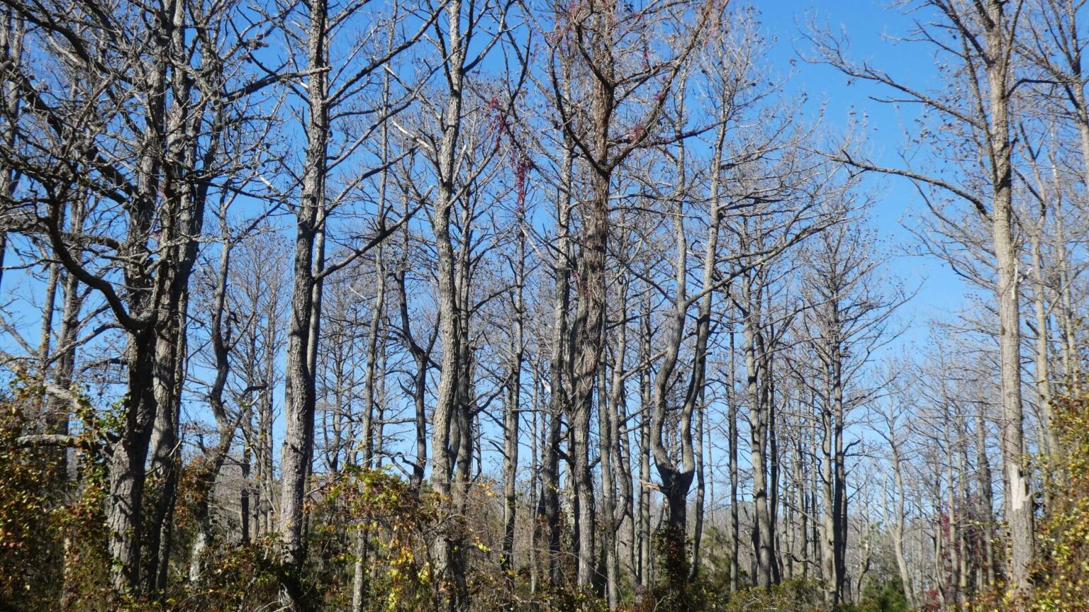 Assateague Island Wilderness Study Area, hardwood forest, November