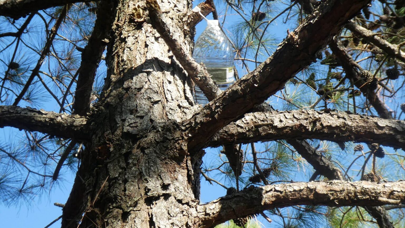 Assateague Island Wilderness Study Area, water drop in pine. November