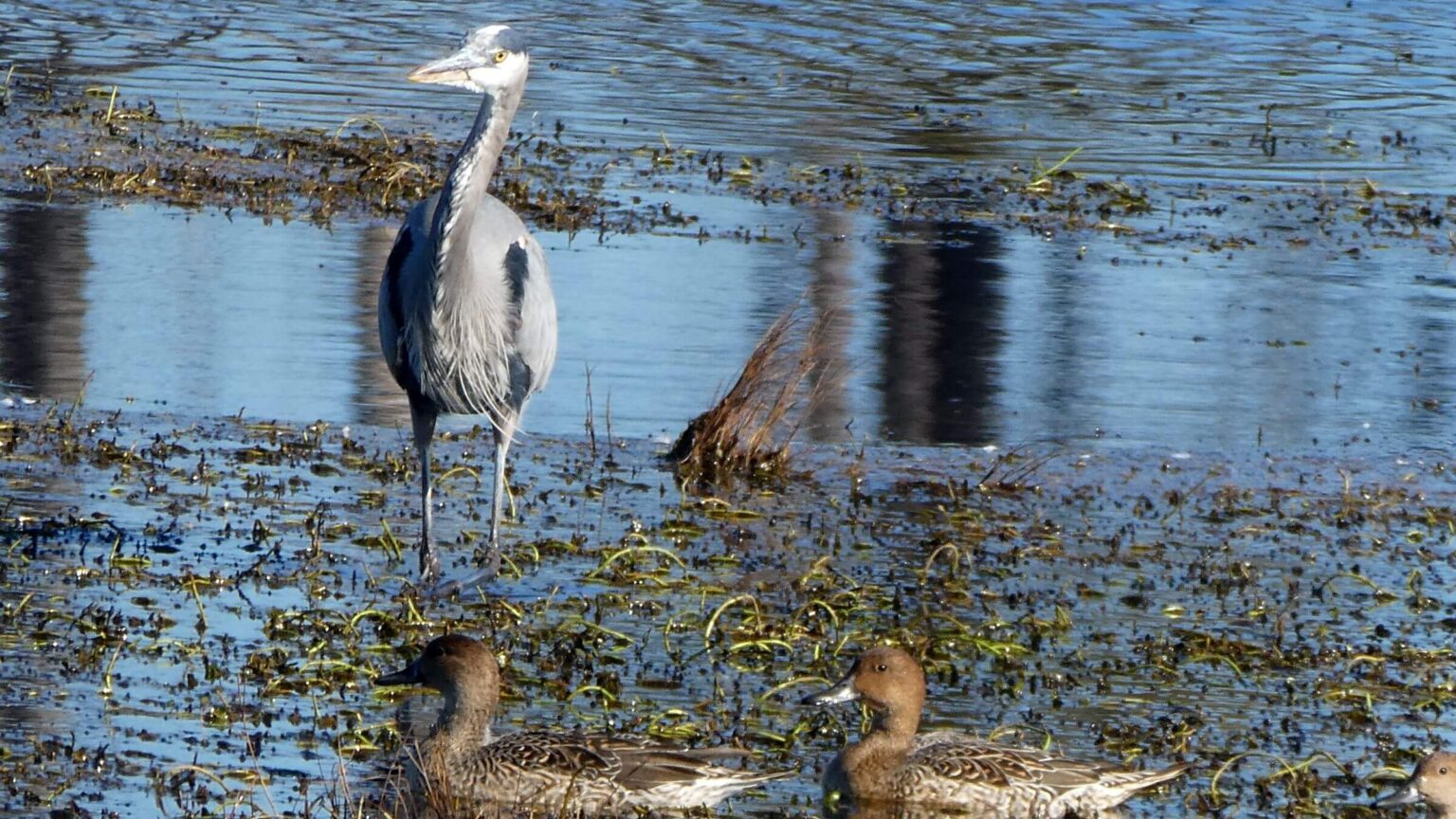 Assateague Island Wilderness Study Area, wildlife, November