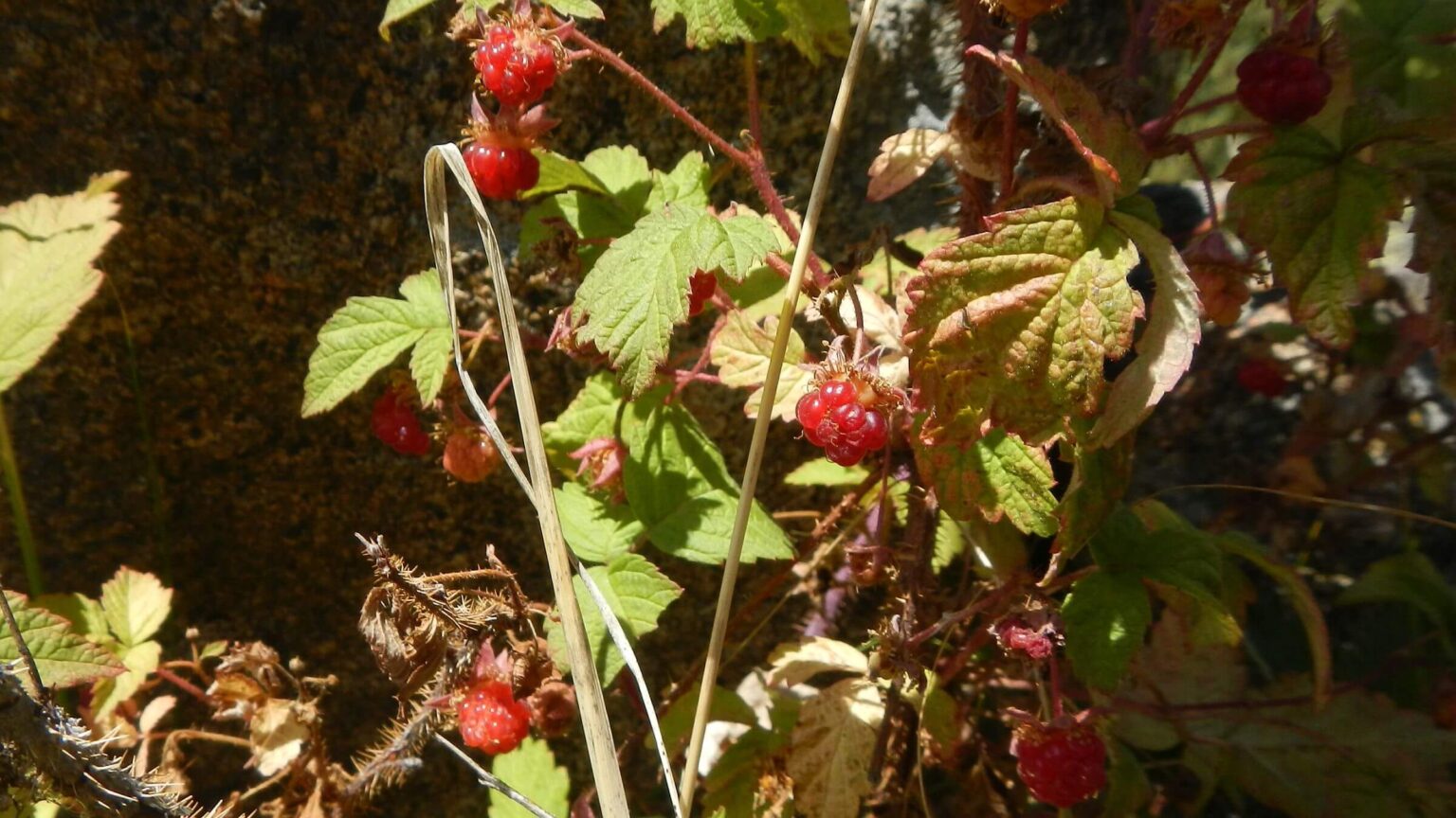 Bridger Wilderness, Raspberry, August 2025