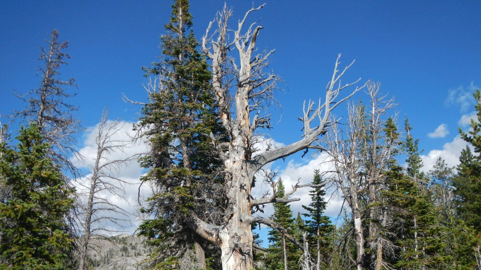 Bridger Wilderness, Spruce-fir & dead whitebark pine, August 2025
