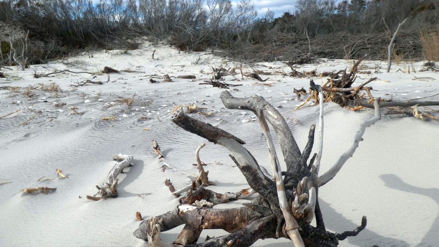 Brigantine Wilderness, eroding dunes, November