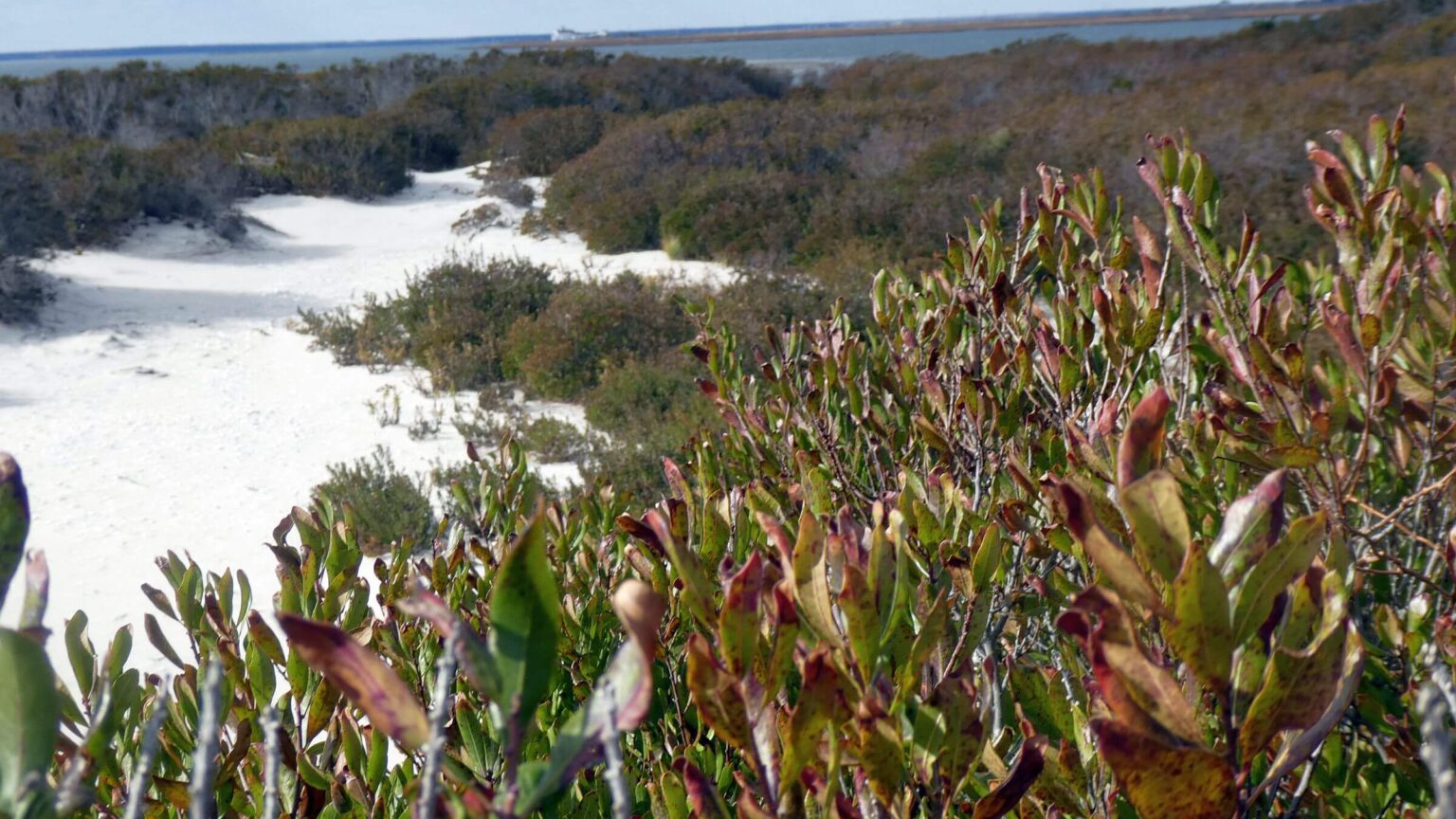 Brigantine Wilderness, shrubs, November