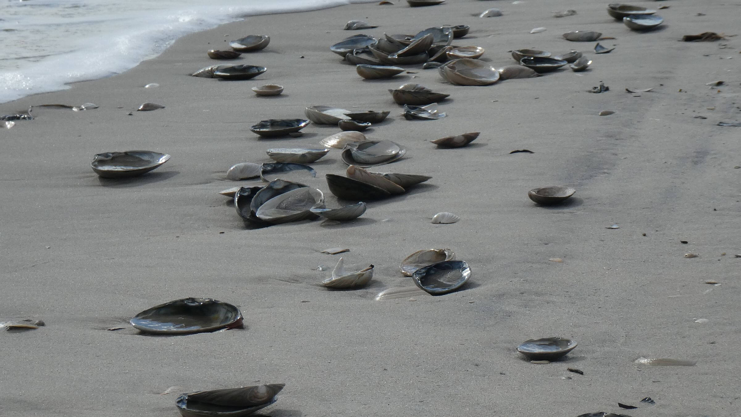 Brigantine Wilderness, 2016 Wilderness Need