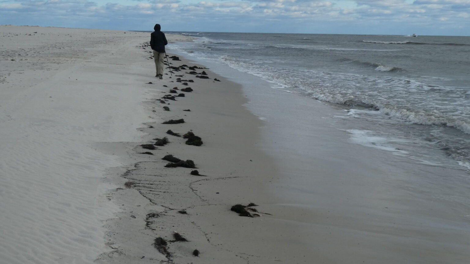 Brigantine Wilderness, beach hike, November