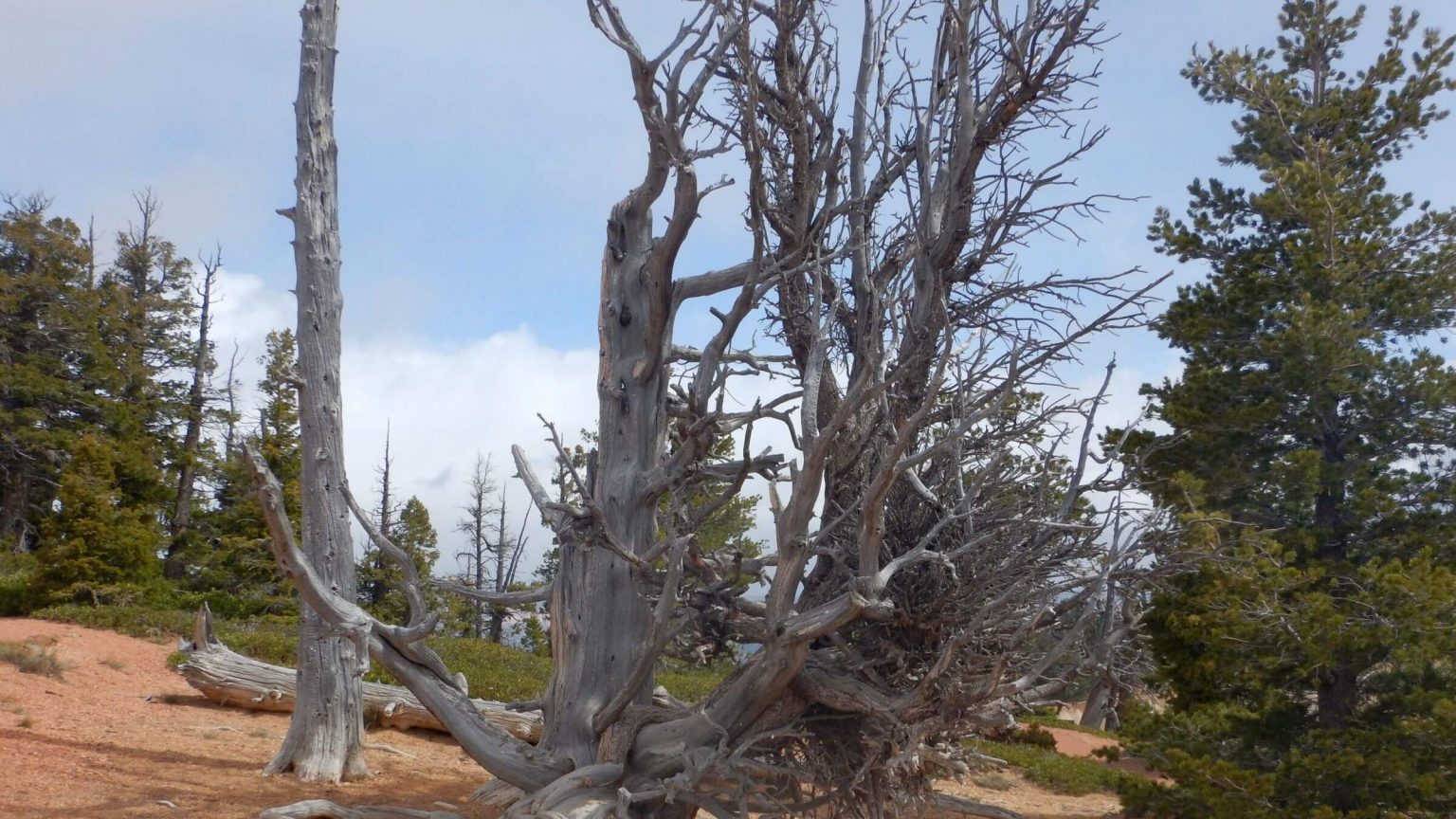 Bryce Canyon Backcountry, bristlecone pine (Pinus longaeva), May