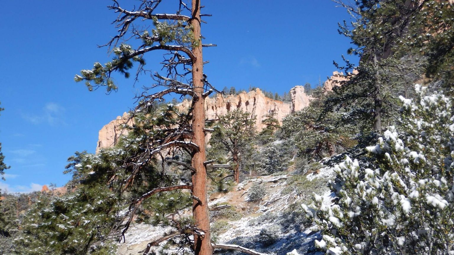 Bryce Canyon Backcountry, Under-the-Rim Trail, May