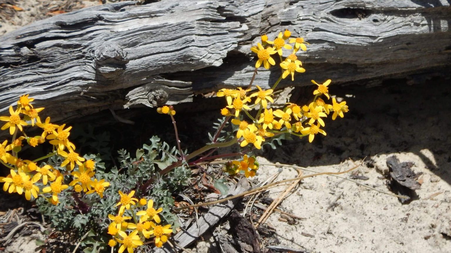 Bryce Canyon Backcountry, lobeleaf groundsel (Packera multilobata), May