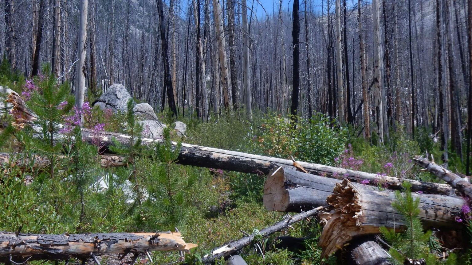 Frank Church-River of No Return Wilderness, 11 years after Nine Shot Fire, August