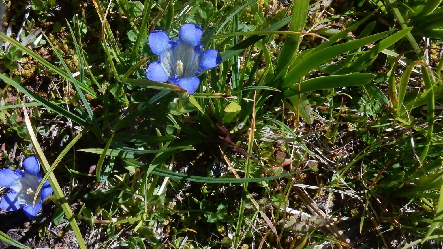 Frank Church-River of No Return Wilderness, Fishfin Ridge, gentian species, August