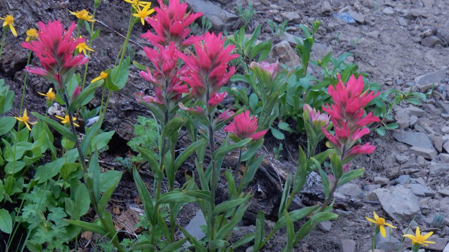 Cecil D. Andrus-White Clouds Wilderness, Indian paintbrush & arnica, July