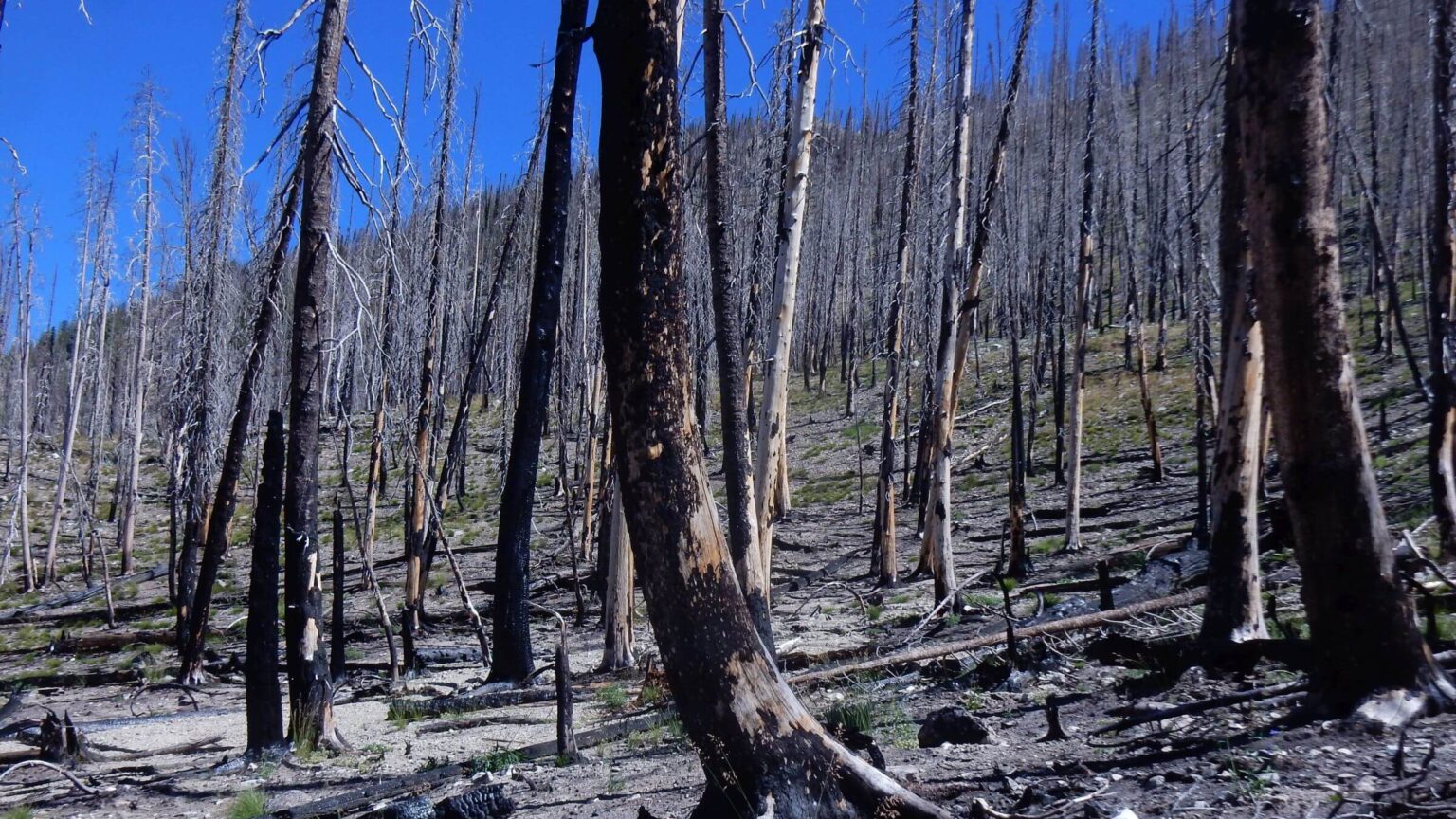 Frank Church-River of No Return Wilderness, 4 years after Halstead Fire, July