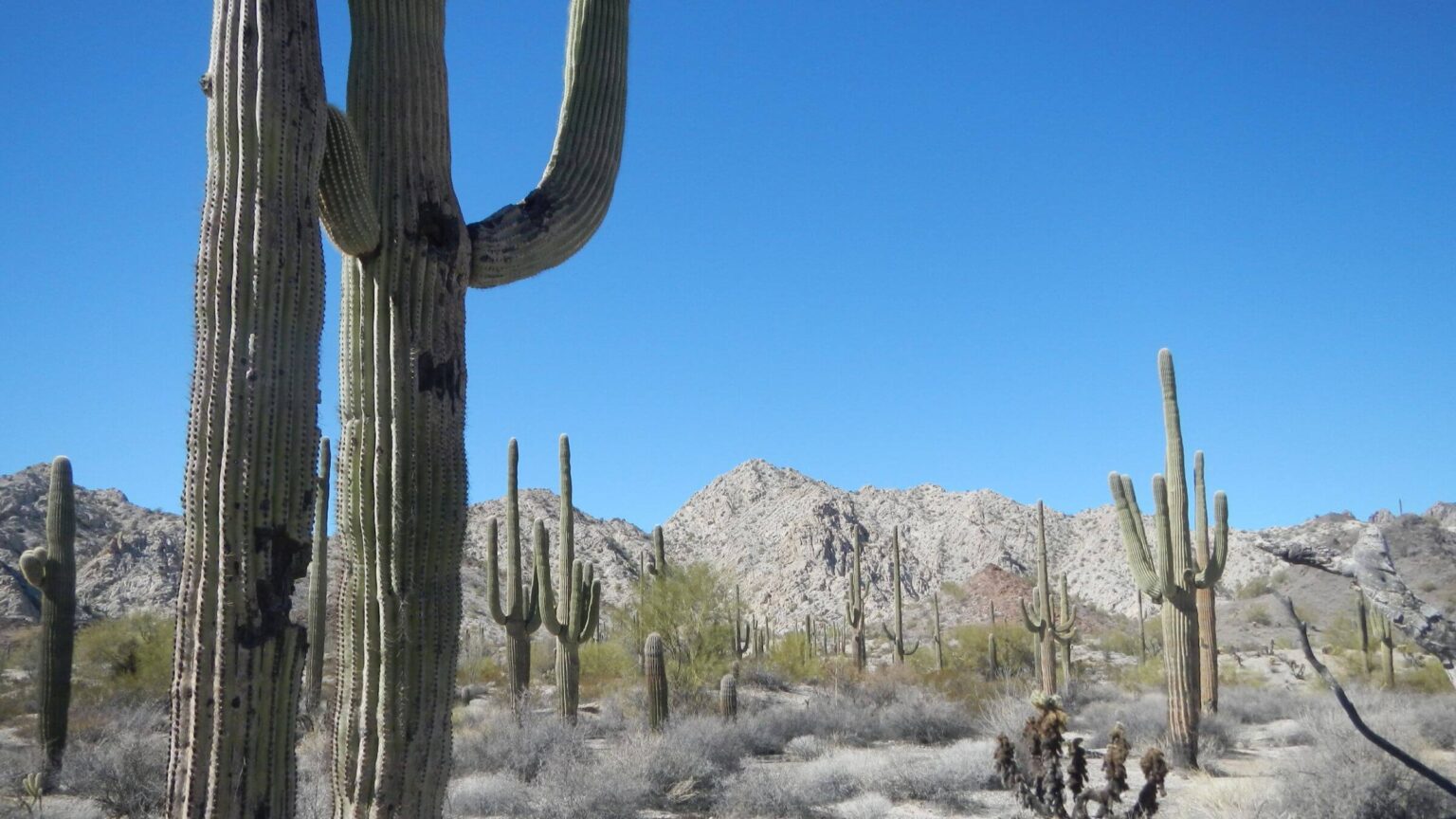 Cabeza Prieta Wilderness, backpacking, Sonoran Desert diversity, February